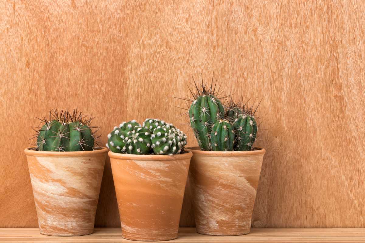 Three small potted cacti in terracotta pots are arranged in a row against a wooden background. 