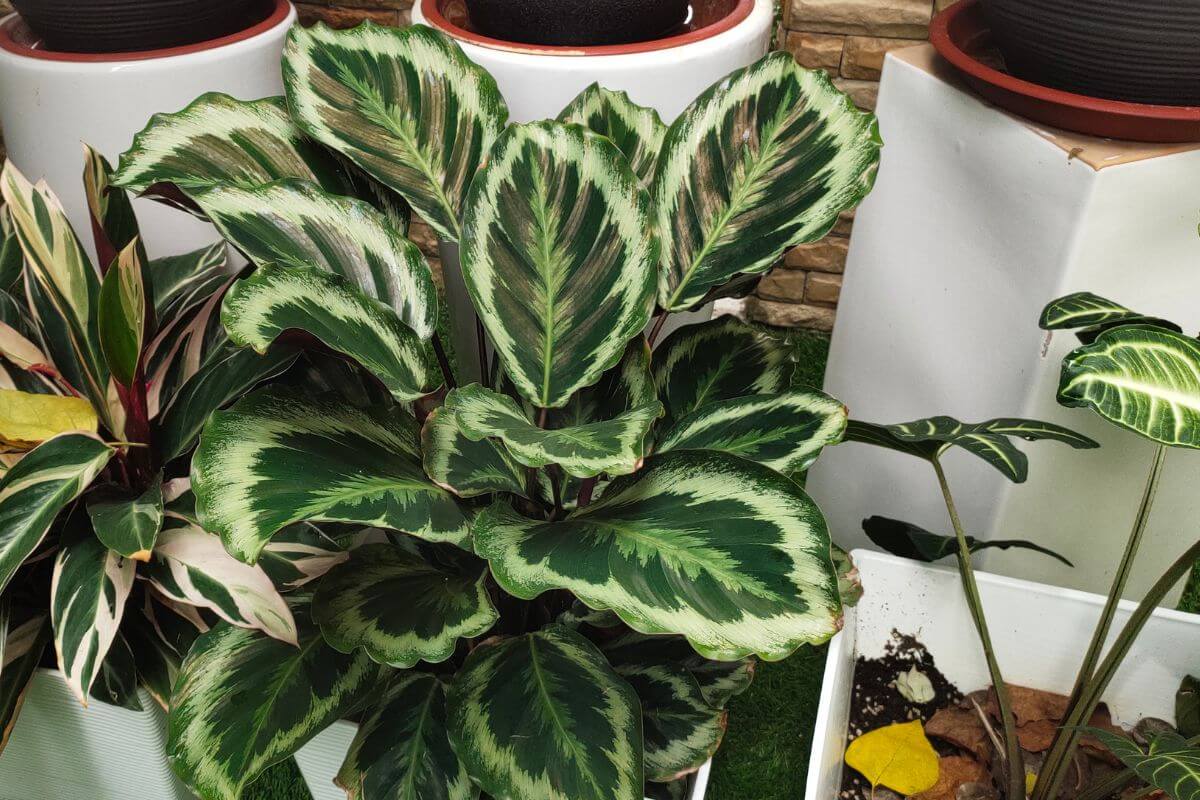 A vibrant green Calathea plant with broad, variegated leaves featuring a mix of dark and light green patterns.