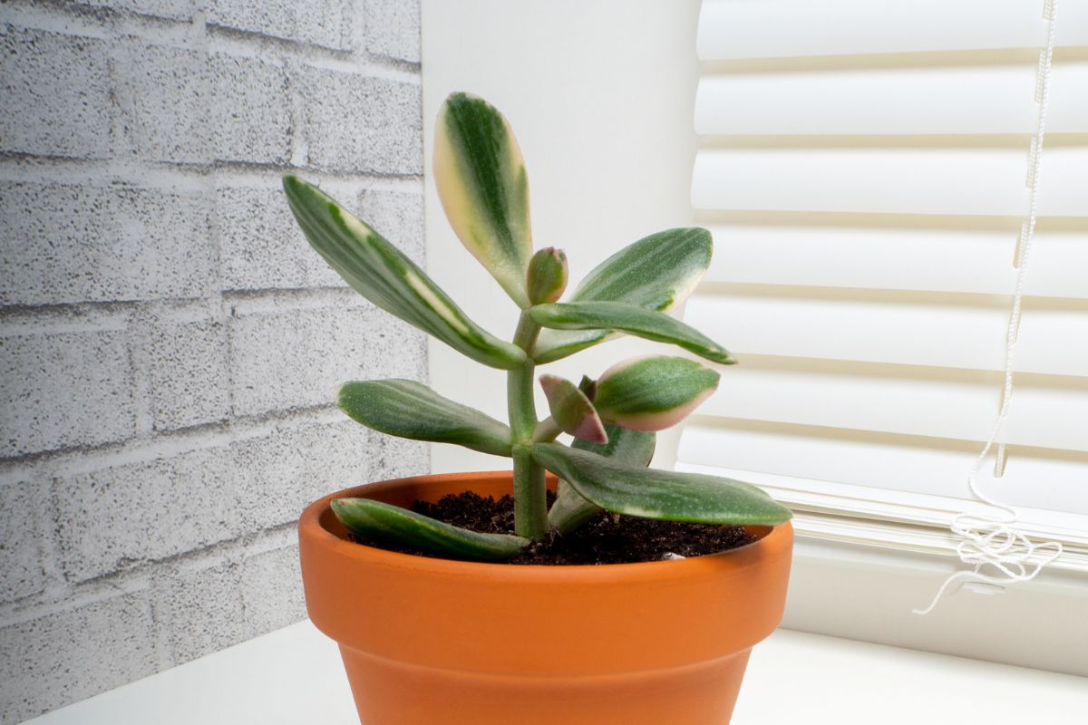 A small, green calico kitten jade plant with thick, oval leaves sits in an orange terracotta pot.