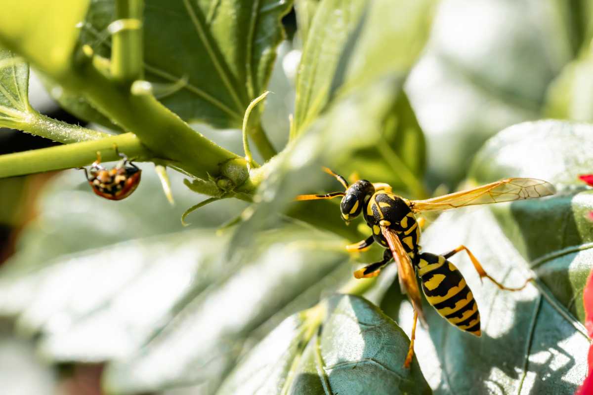 A yellow and black striped wasp perched on a green leaf. To the left, a small ladybug clings to a stem.