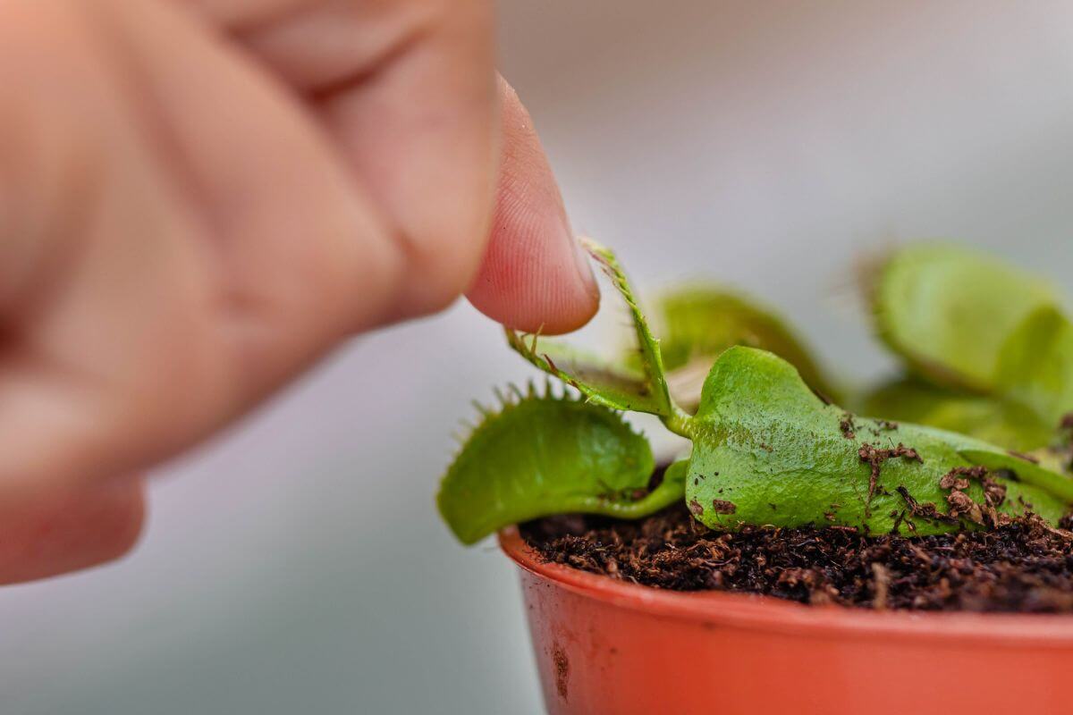 A person's hand is delicately touching the edge of a green Venus flytrap plant in a small reddish-brown pot filled with soil.