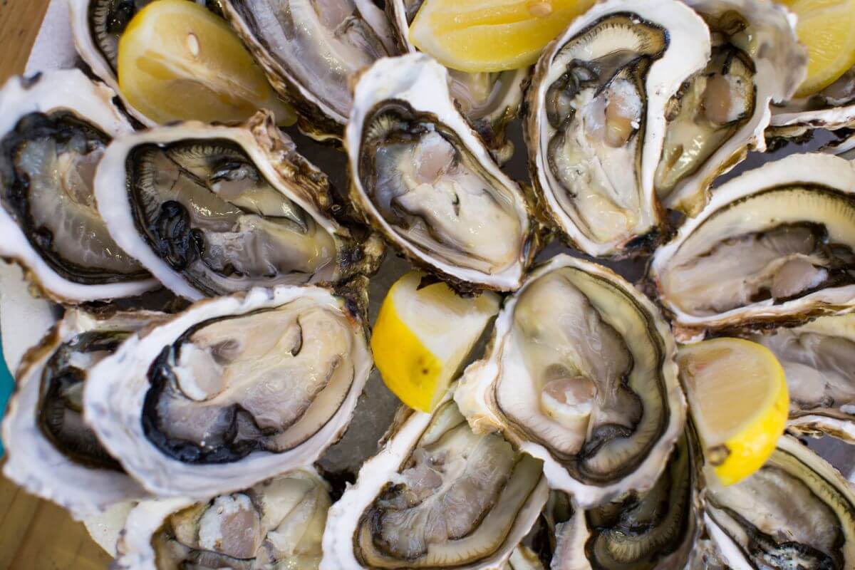 A close-up shot of a plate of fresh oysters served on the half shell, arranged in a circular formation.