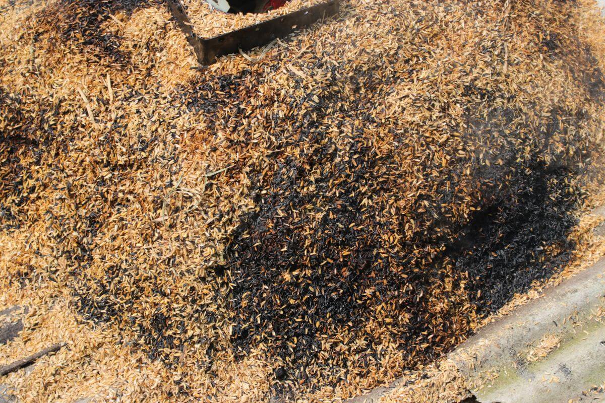 A close-up of a large pile of rice husks, partially charred, creating a contrast of light beige and blackened areas reminiscent of ash in compost.