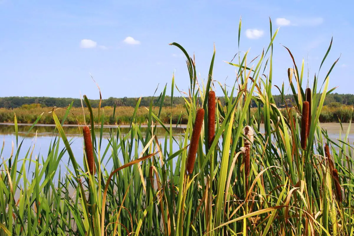 A wetland with tall cattails, known among wild edible plants, in the foreground.