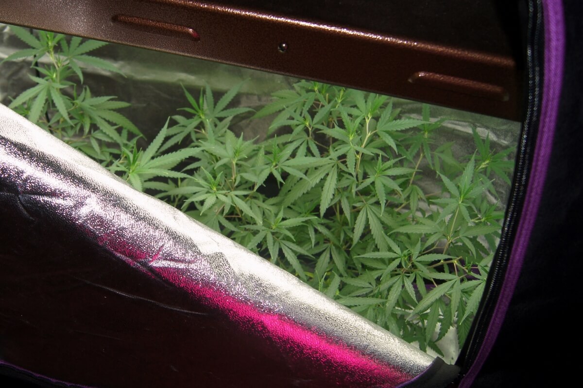 An indoor grow tent partially unzipped, revealing lush green plants inside. 