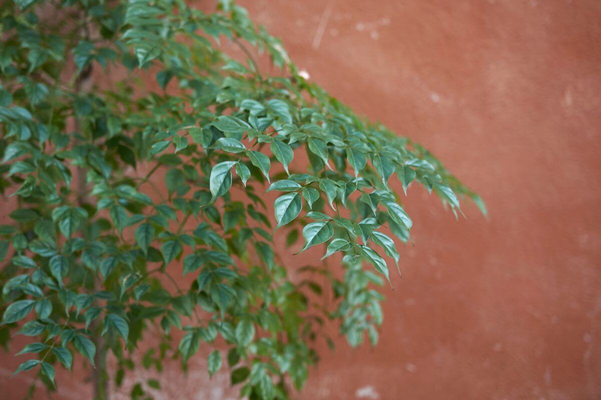 Green leaves of a China doll plant cascade against a rust-colored wall, creating a natural and vibrant contrast.