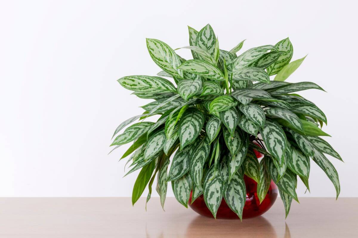 A lush Chinese Evergreen plant with variegated leaves, known for its air-purifying qualities, is potted in a round red ceramic pot. 