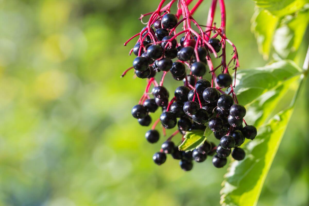 A cluster of ripe, dark purple Chokeberries hanging from red stems.