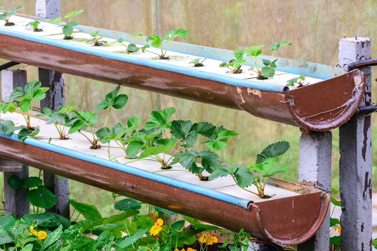 Vertical hydroponic garden with two rows of hydroponic strawberries growing in horizontally mounted, brown painted gutters.