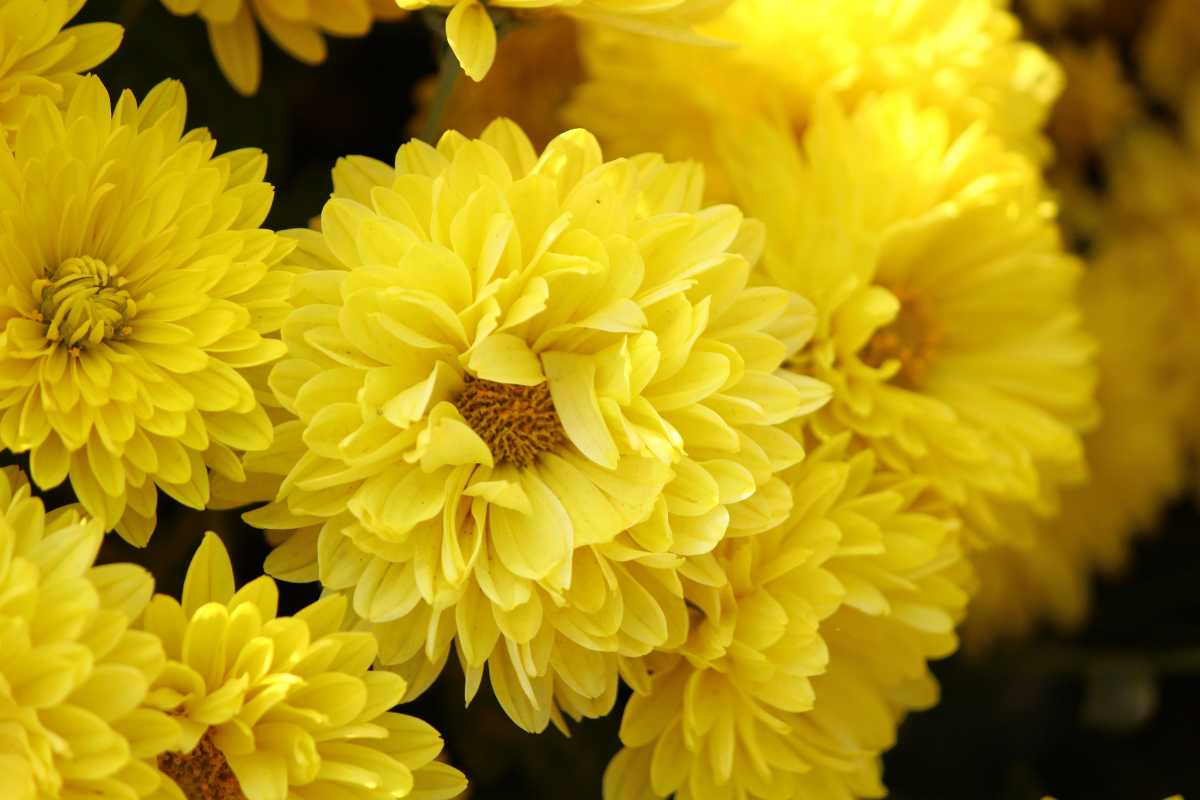 A cluster of vibrant yellow chrysanthemums in full bloom. The flowers exhibit tightly layered petals surrounding central dark yellow cores, with green foliage partially visible in the background. 