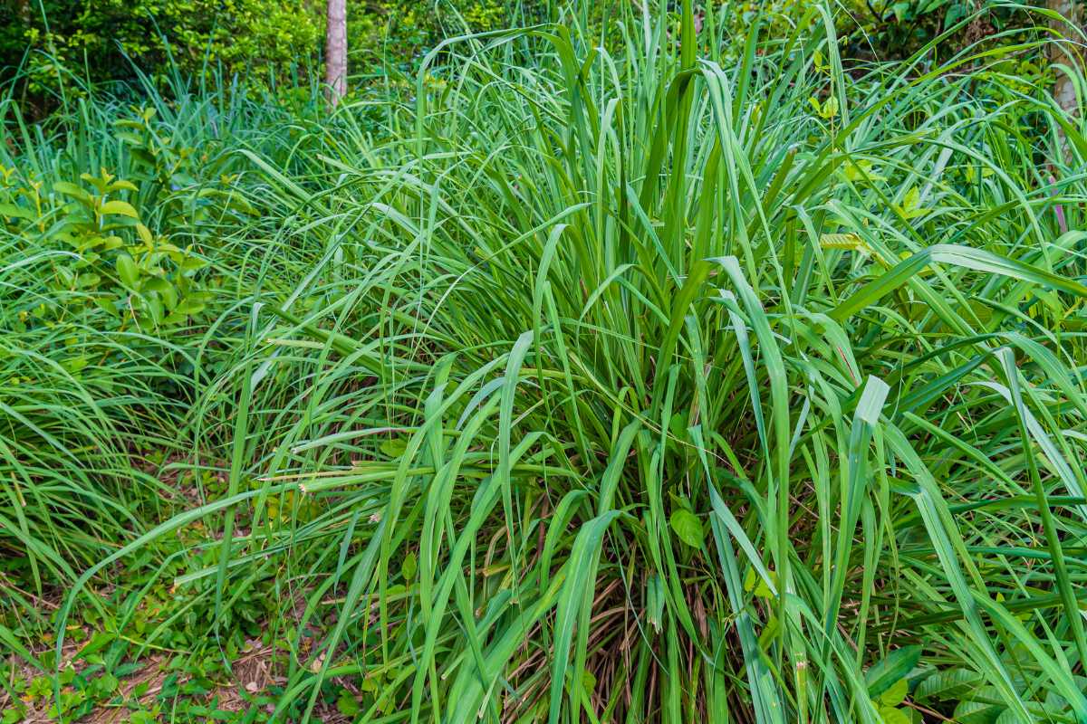 A lush green lemongrass plant in a dense garden setting with tall, slender leaves arching outward. 