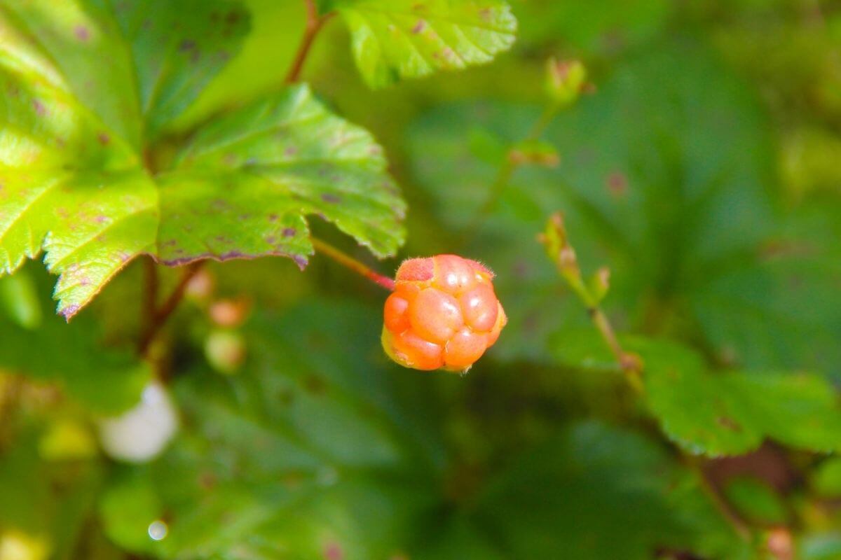 An unripe cloudberry, one of the edible wild berries, with green leaves.