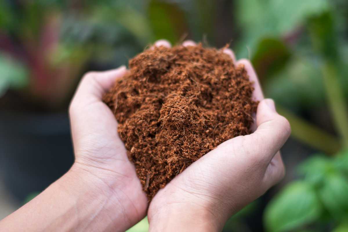 A person is holding a handful of brown, coco coir in their cupped hands, with green plants blurred in the background.