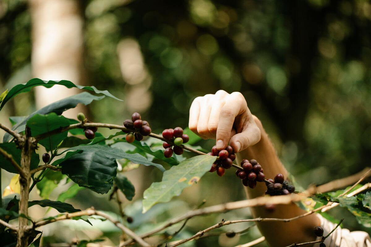 A person's hand harvesting ripe red coffee fruits from a coffee plant branch. The plant features glossy green leaves and multiple clusters of cherries.