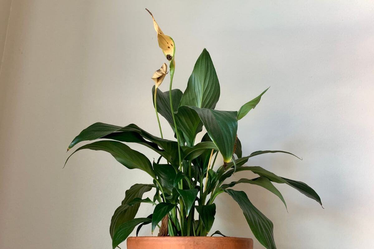 A potted peace lily with green leaves and a single yellowed flower stands against a plain, light-colored wall.