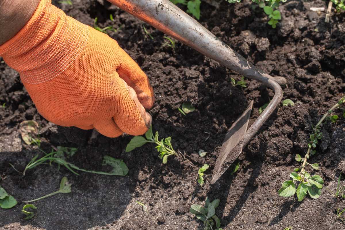 A person wearing an orange glove is using a garden hoe to weed a garden bed, demonstrating tips on how to grow vegetables faster. 