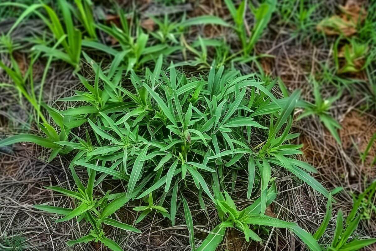 A dense cluster of crabgrass surrounded by dried pine needles and some small scattered twigs. 