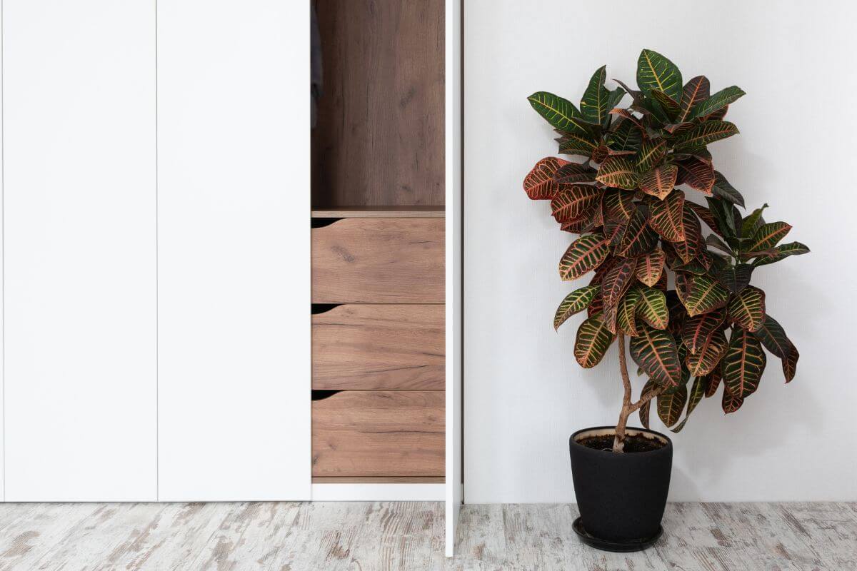 A potted croton plant with variegated leaves in shades of green, yellow, and red beside a white wardrobe.