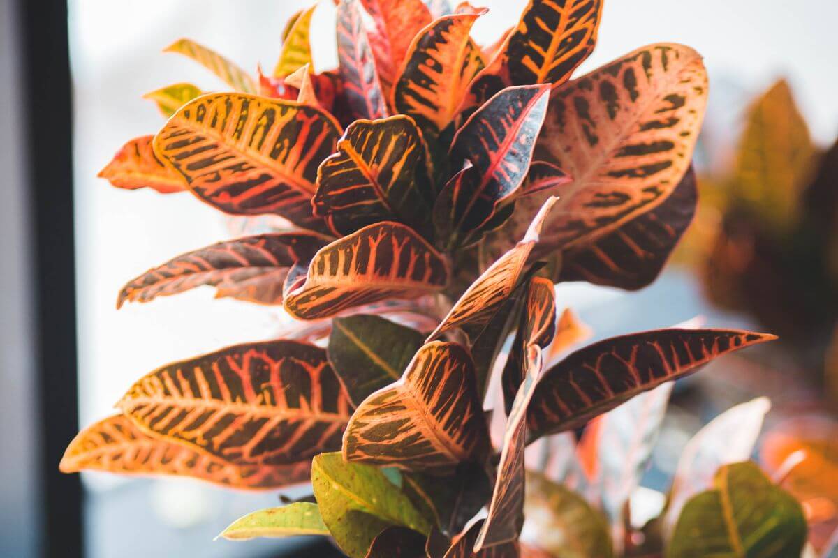 A close-up shot of a croton window plant displaying vibrant, multicolored leaves ranging from deep green to bright orange and red.