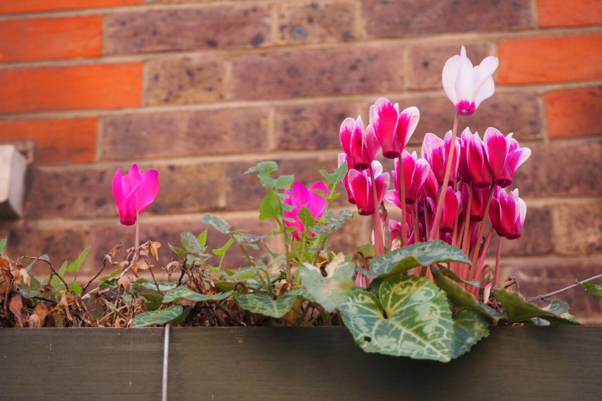 A close-up of a planter box brimming with vibrant cyclamen flowers, showcasing pink and white petals.