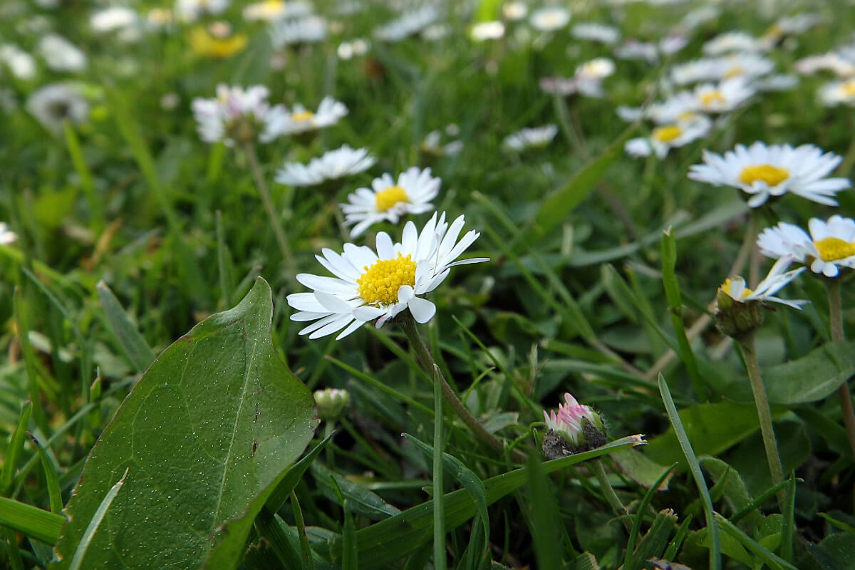 A daisy, one of the edible wild flowers, surrounded by green grass and other daisies in a meadow.