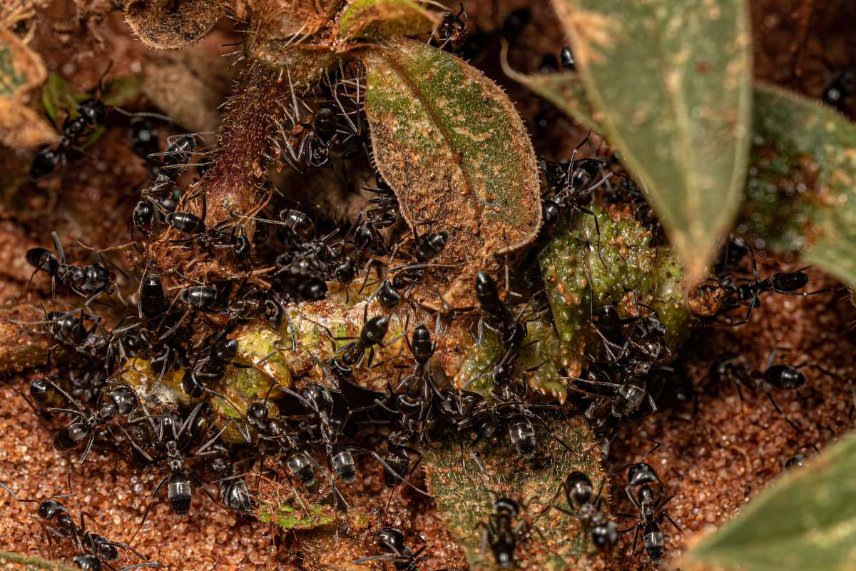 A group of black ants swarming over a green caterpillar on the ground, surrounded by leaves and brown soil. 