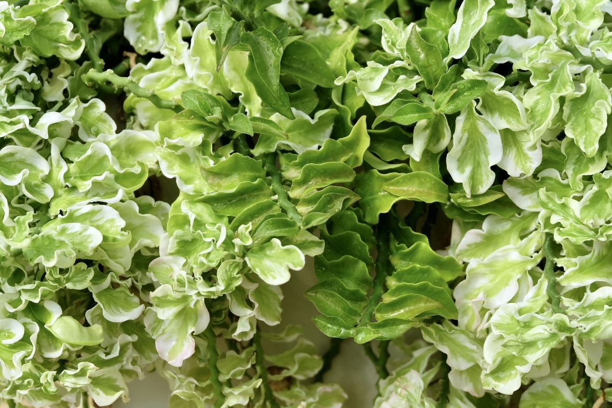 A close-up of lush, variegated green and white leaves with ruffled edges.