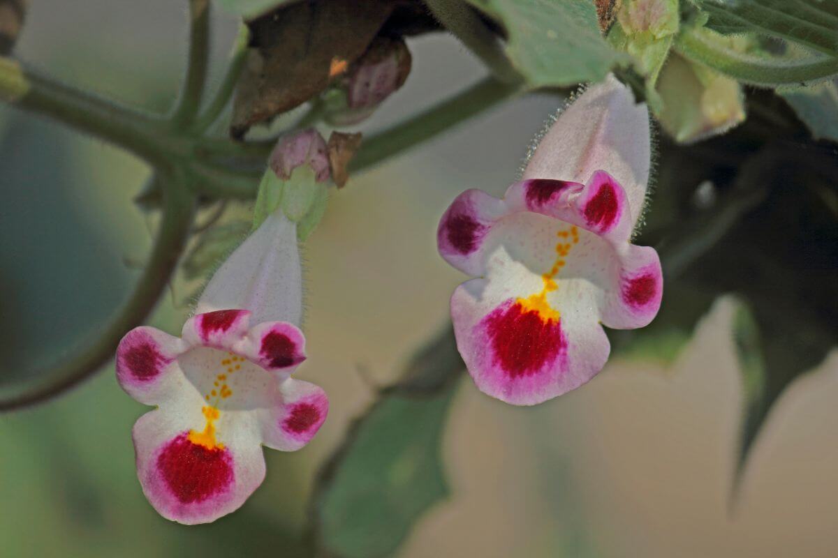 Two delicate Devil’s Claw flowers with white petals adorned with vibrant red and yellow markings bloom side by side. 