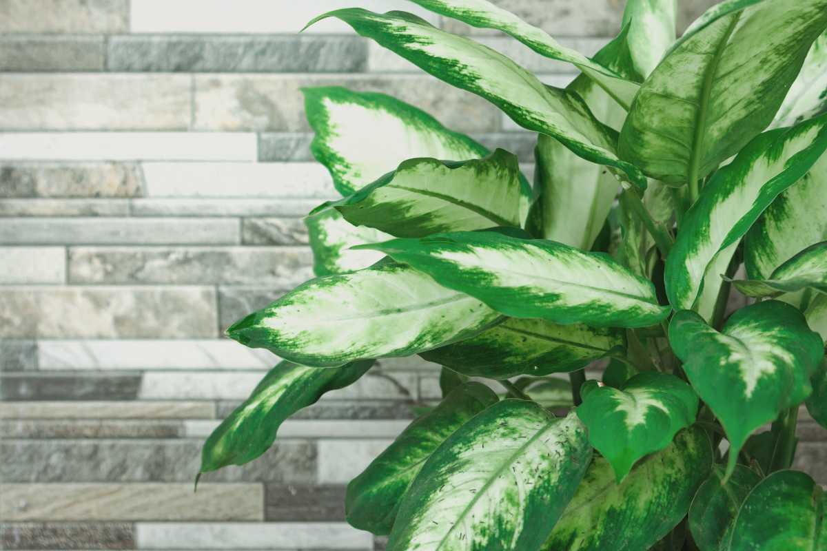 A dieffenbachia houseplant with variegated white and green leaves set against a modern, textured grey stone wall background.