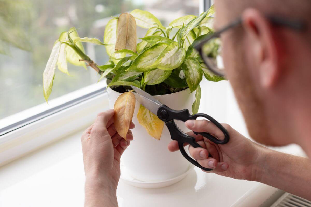 A person with glasses uses scissors to trim a yellowing leaf from a dieffenbachia in a white pot on a windowsill.