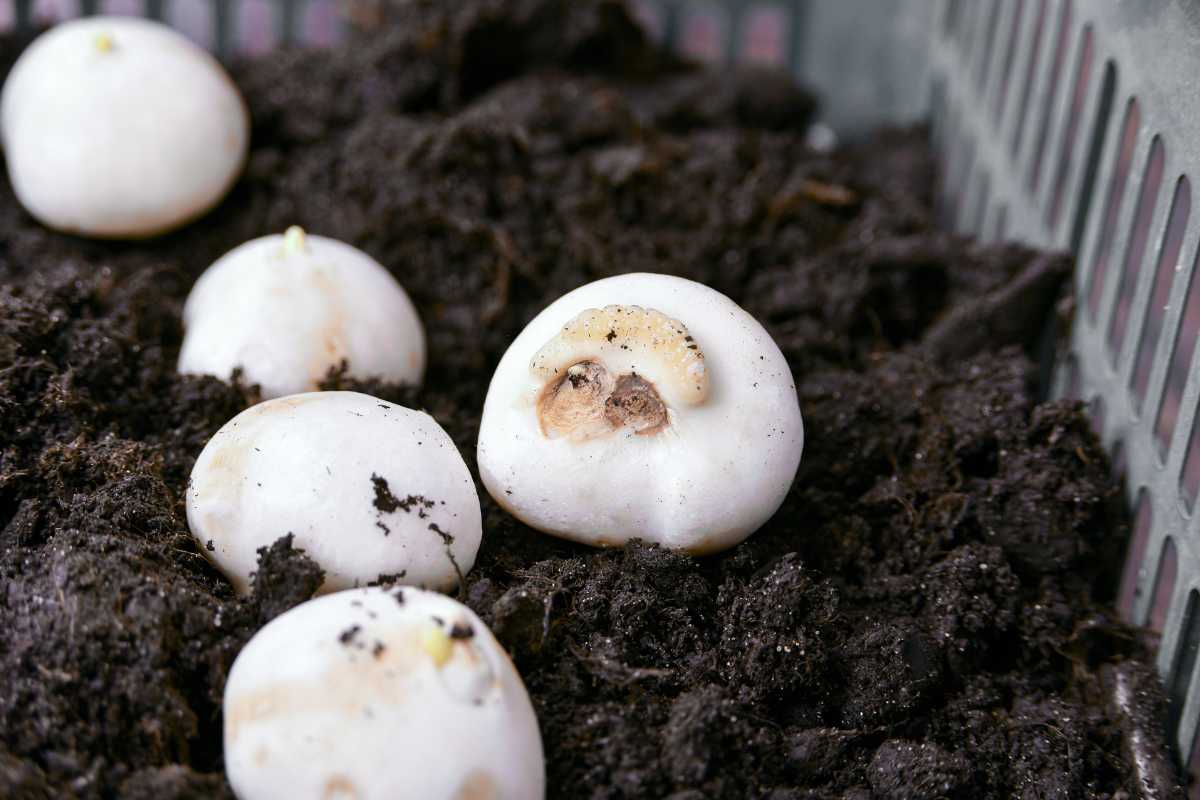 Several white mushroom bulbs are sprouting from dark, damp soil in a garden or tray setting. 