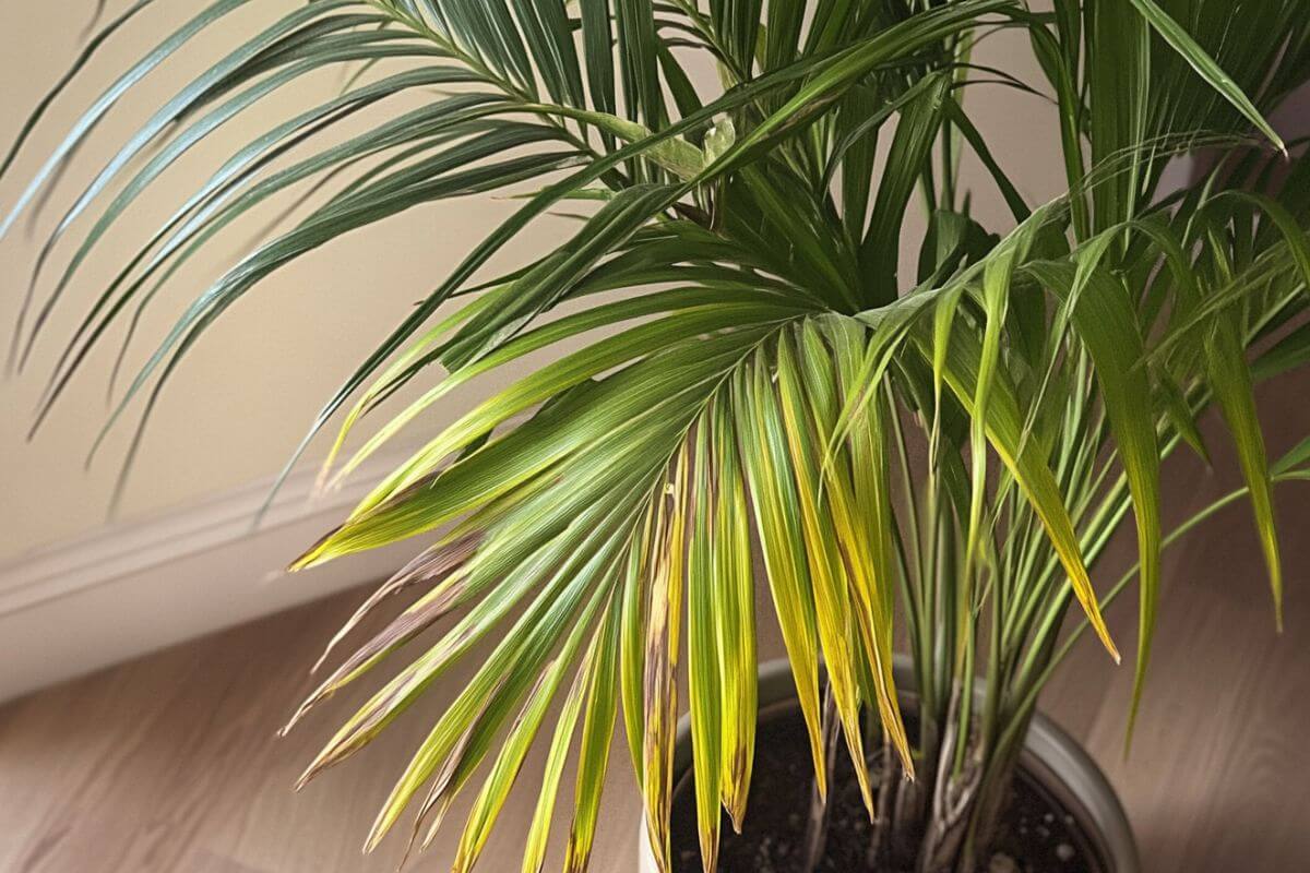 A close-up of a potted indoor palm tree with vibrant green leaves.