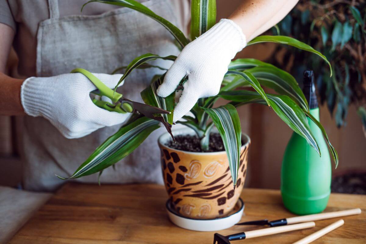 Person wearing white gloves using green-handled scissors to trim the leaves of a potted dracaena fragrans with striped green foliage.