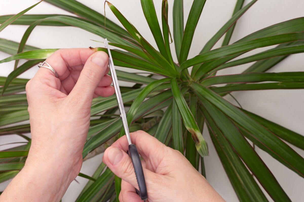 A person trimming the brown tips of a long, green dragon tree leaf with scissors.