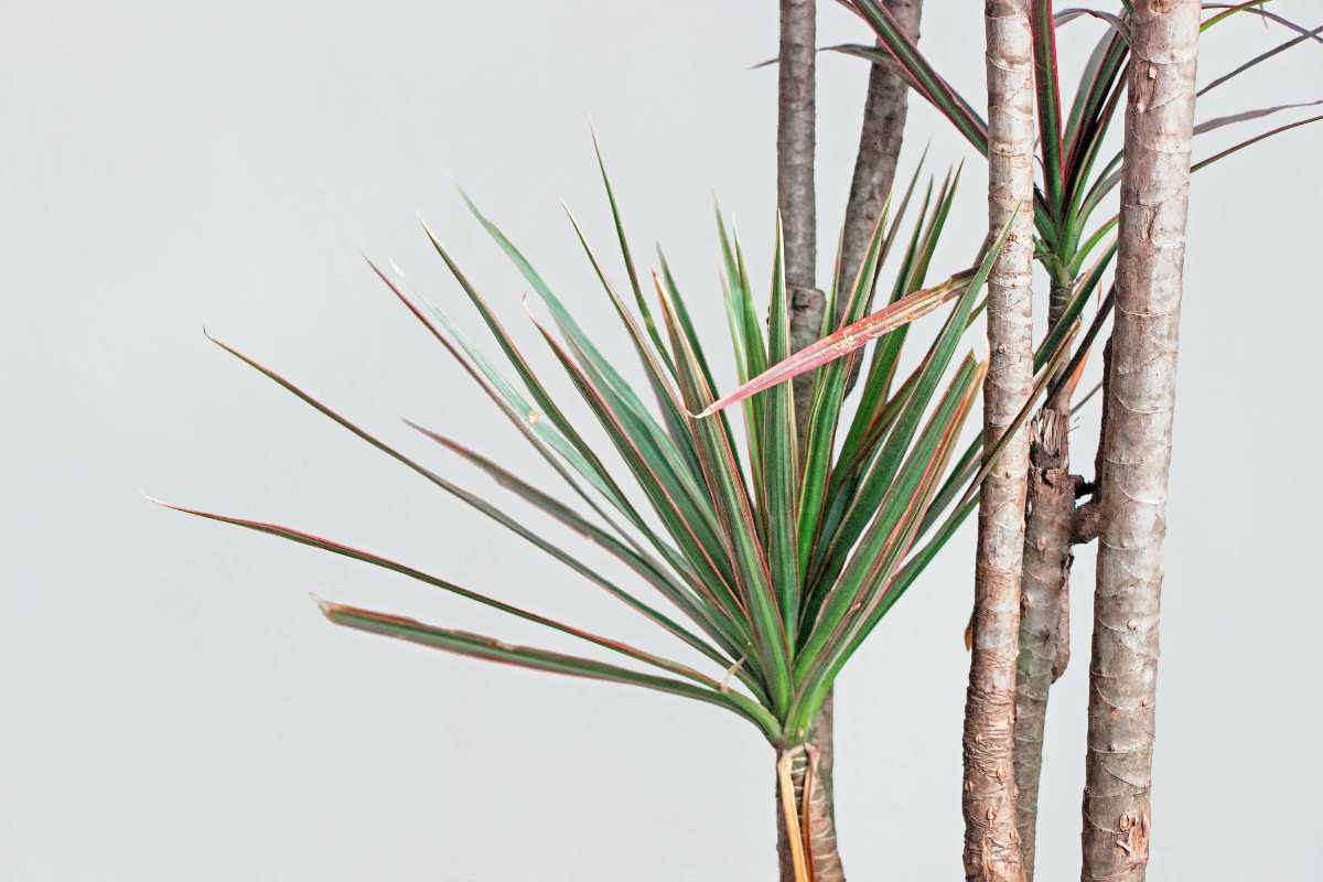 A dracaena plant, featuring tall, slender stems and pointed, narrow green leaves with hints of red edges. 