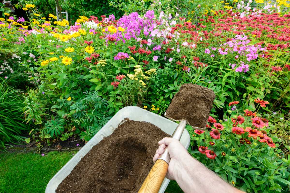 A person is using a shovel to transfer rich topsoil into a wheelbarrow in a colorful garden. The garden, filled with blooming flowers in various shades of pink, yellow, red, and purple.