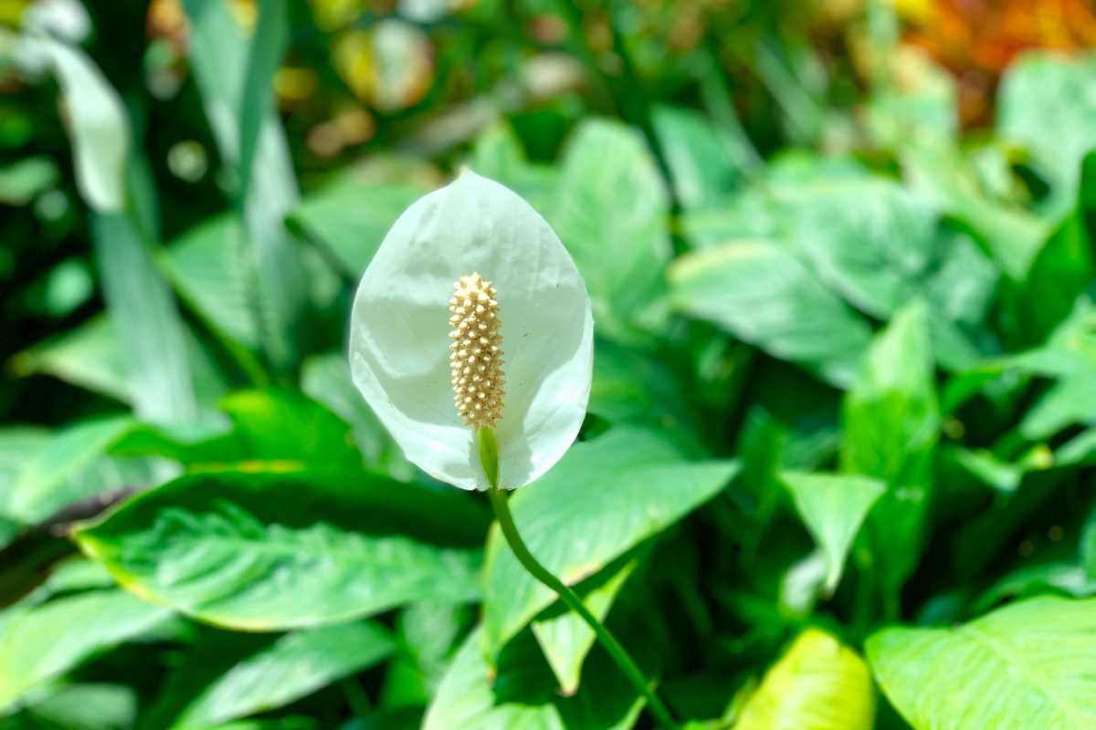 A peace lily with a white, curved petal and a central spadix is prominently shown in a lush green garden with various leafy plants in the background. 