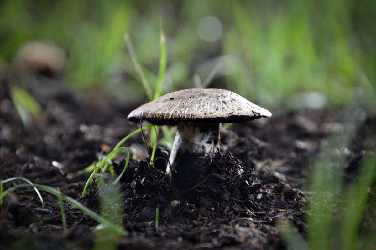 A single mushroom with a wide cap grows out of dark, moist soil surrounded by green grass blades. 