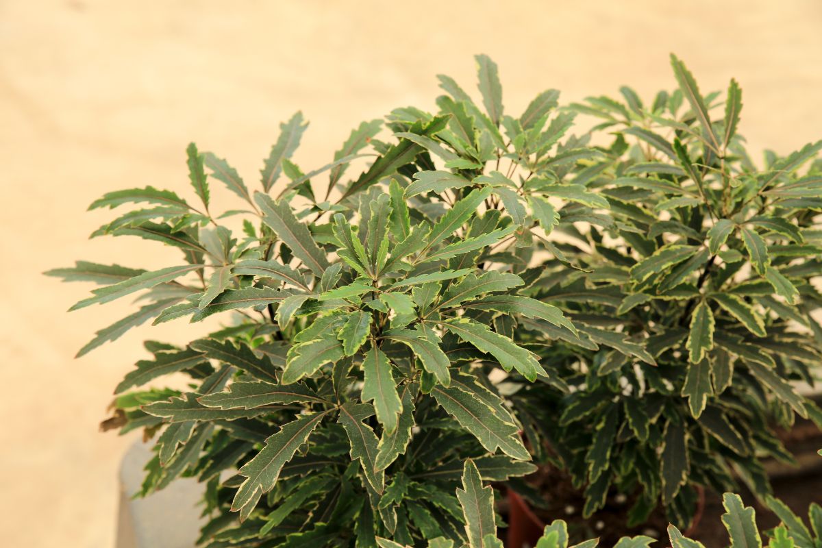 A close-up of a leafy green false aralia plant reveals elongated leaves with serrated edges and light green stripes along the veins.