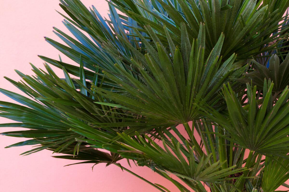 Fan palm leaves, elegantly spread out against a pale pink background.