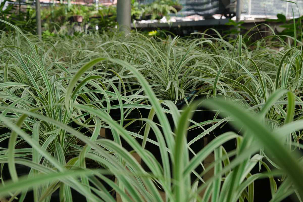 A group of spider plants with long, arching leaves and green centers and white edges.