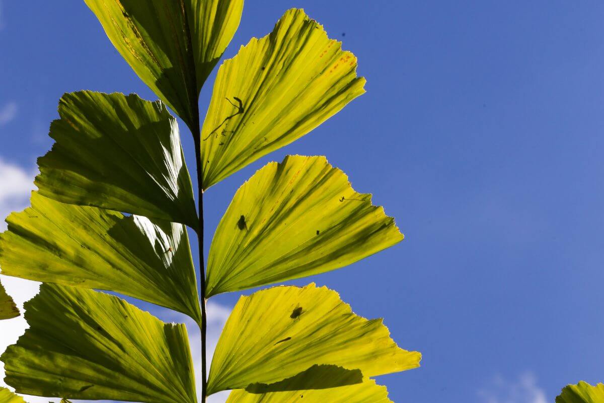 Close-up of a fishtail palm against a bright blue sky with pests on it's leaves.