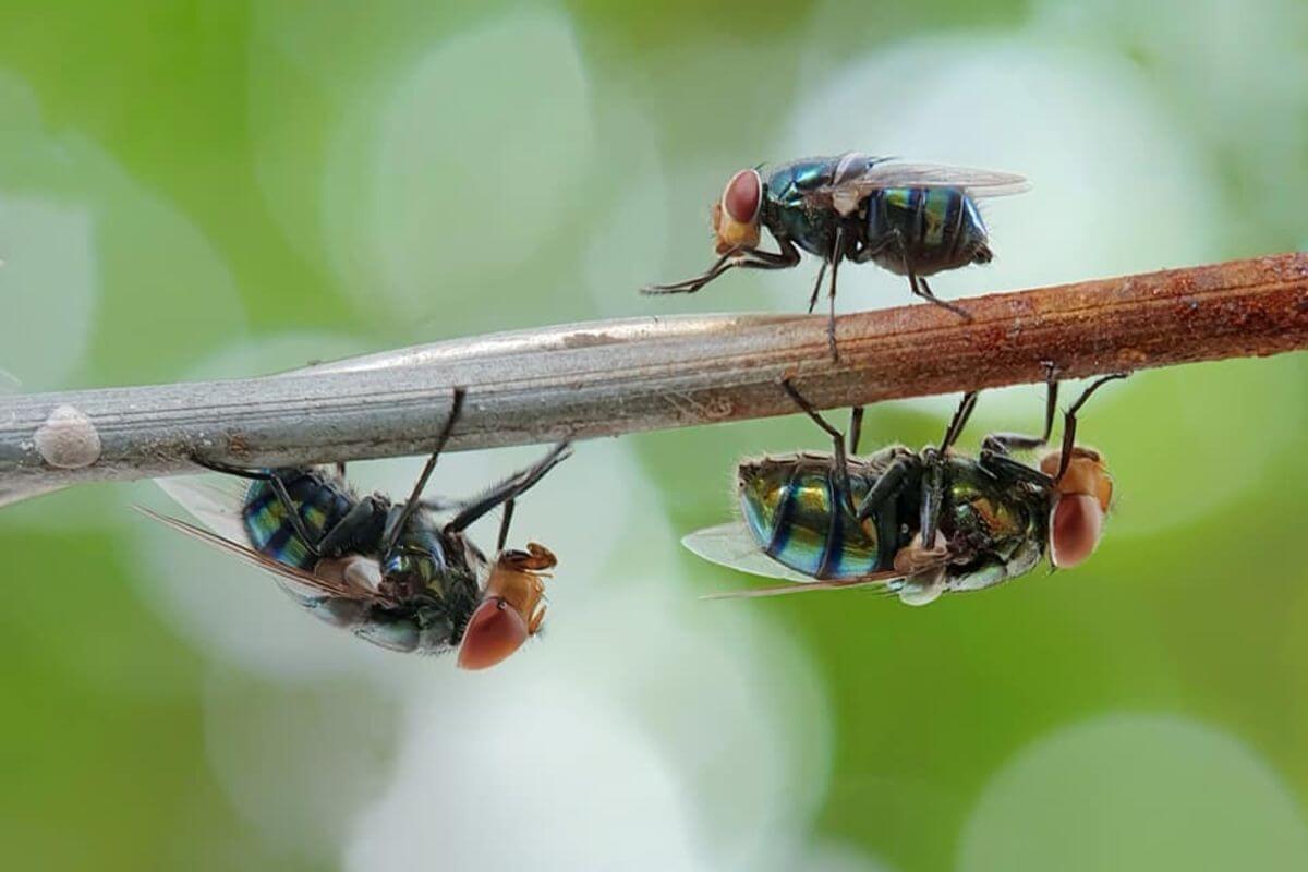 Close-up of four flies on a twig against a green, blurred background.