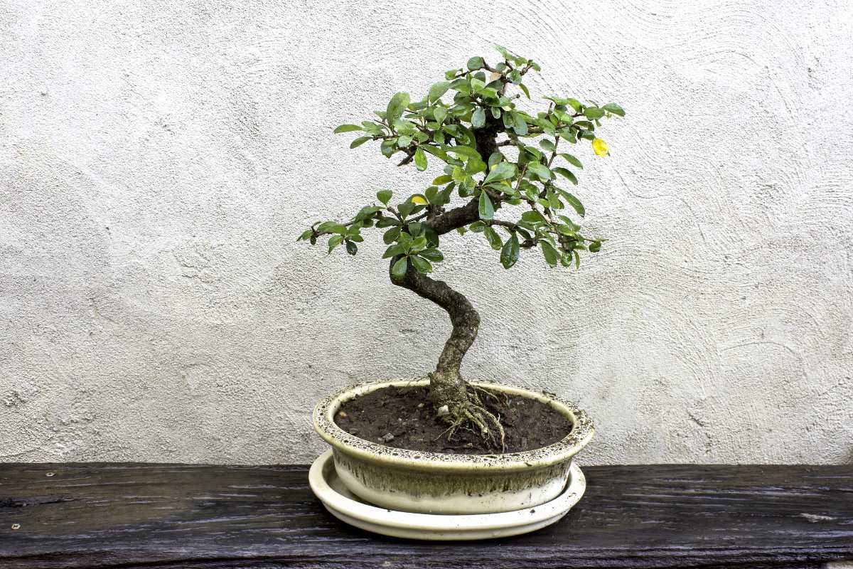 A fukien trea bonsai tree with delicate green leaves is planted in a round, white pot. The tree has an artfully twisted trunk and is placed against a textured, light gray wall on top of a dark wooden surface.