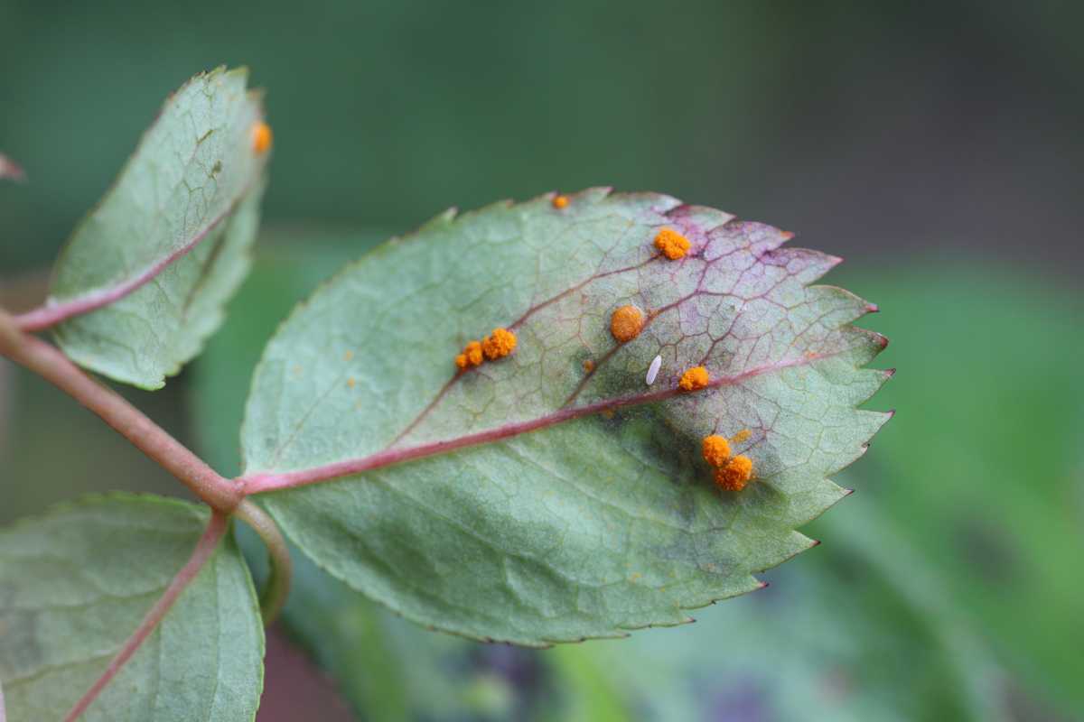 A green leaf with reddish veins, showing small, orange fungal growths in clusters.