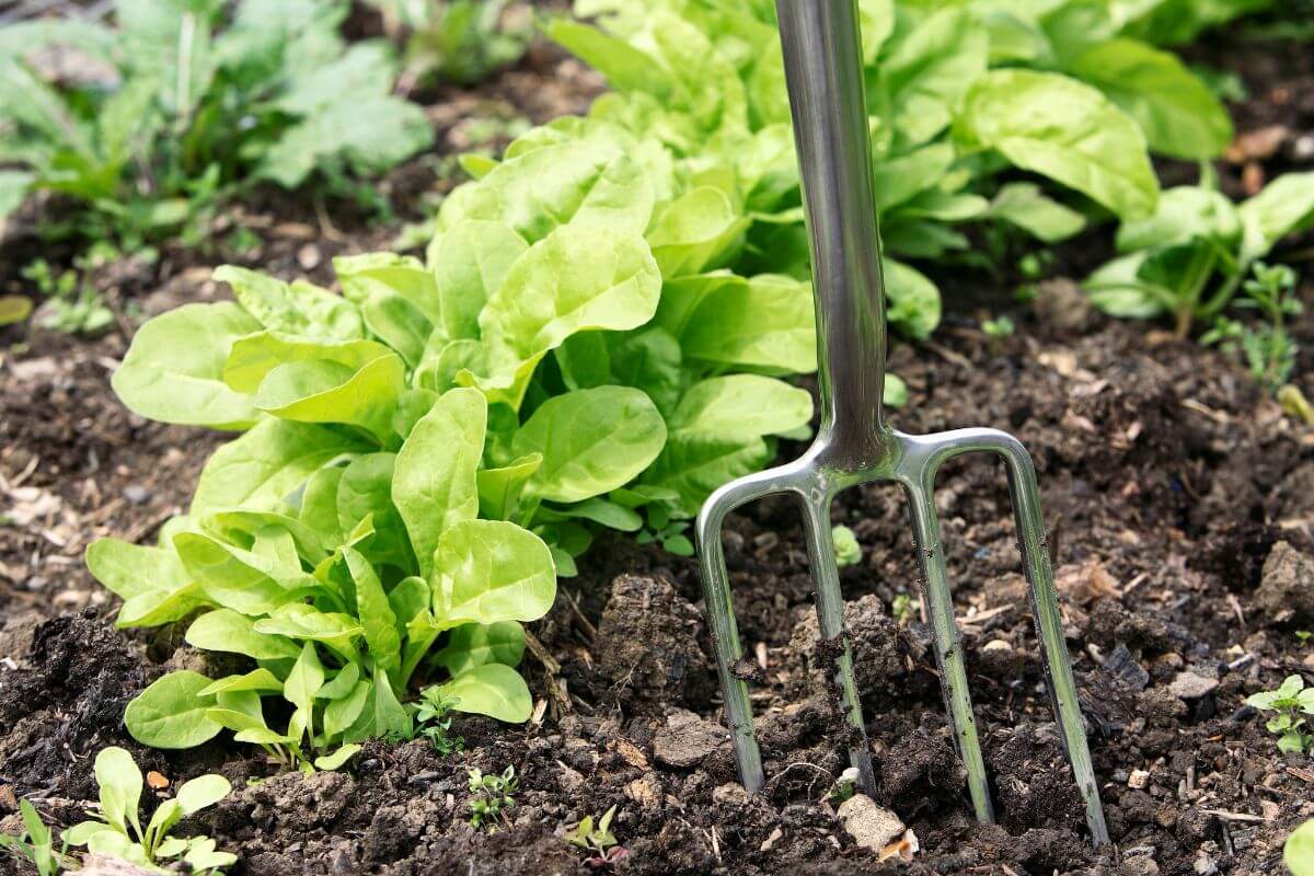 A garden fork, one of essential gardening tools, is inserted into soil next to a thriving patch of leafy green plants. 