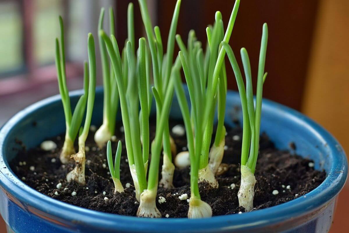 Green garlic shoots sprouting from soil in a blue pot placed indoors.