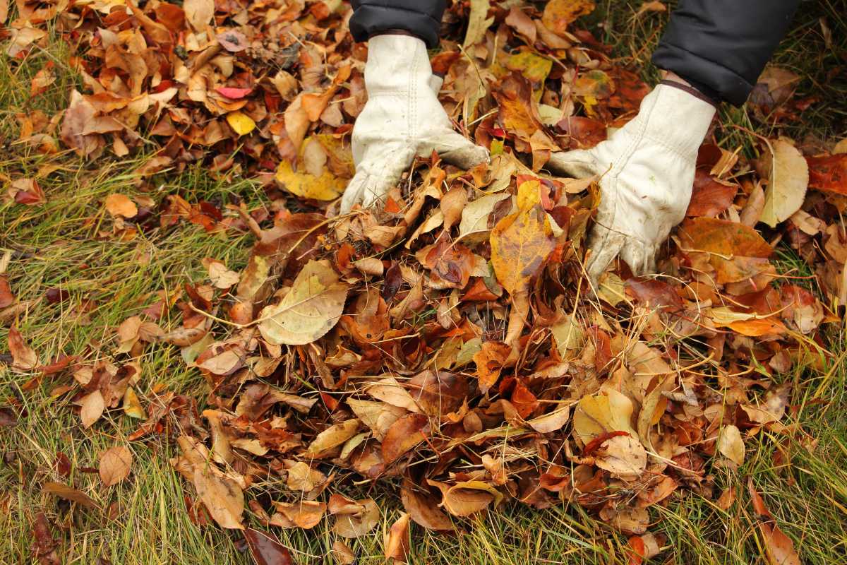 Gloved hands gather a pile of colorful autumn leaves from the grass. The leaves are in various shades of brown, yellow, and orange. 