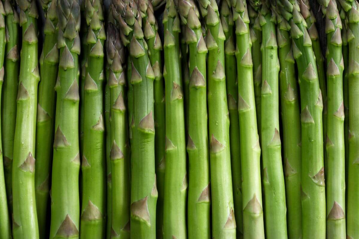 A close-up view of multiple bright green asparagus spears placed closely together in an upright position.