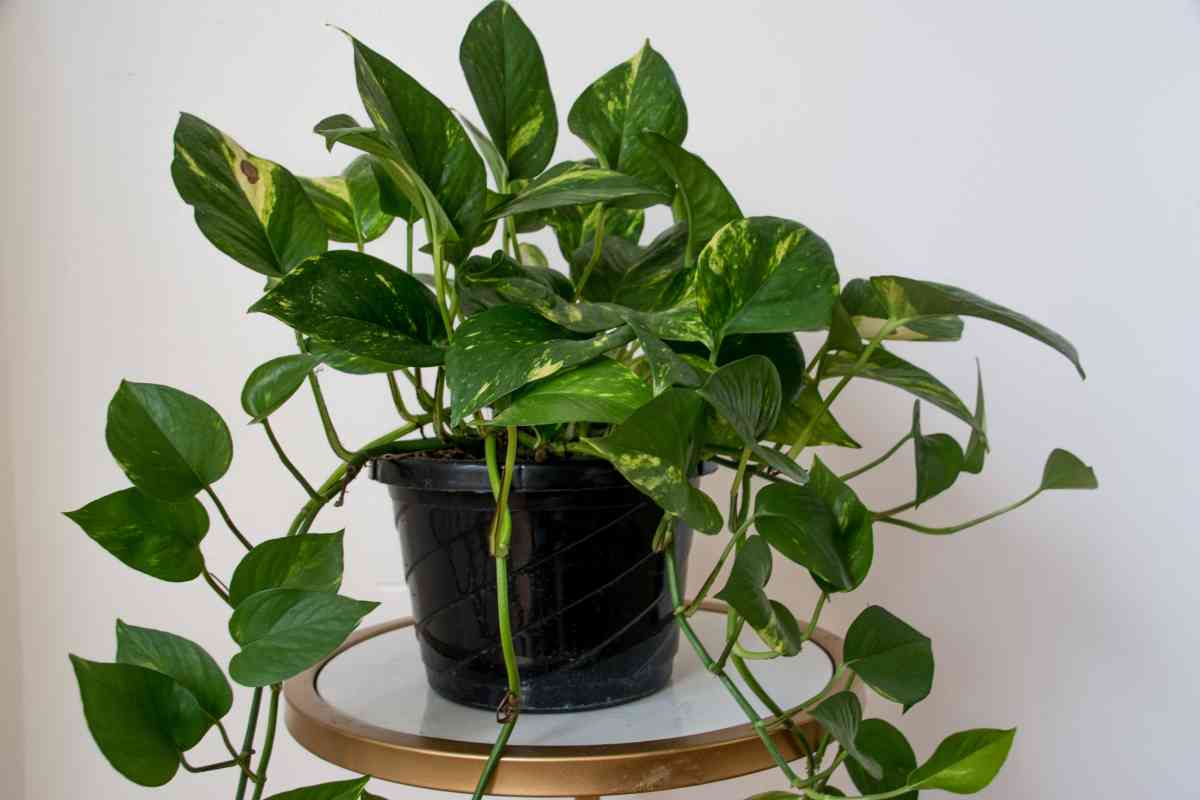 A healthy golden pothos climbing plant with large, green, heart-shaped leaves featuring variegated yellow patterns sits in a black plastic pot. 